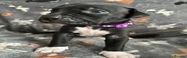 Purple collar aka socks