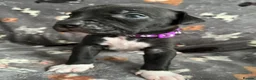 Mixed Breed dogs for sale: Staffy x Corso x Shepherd  - Advert 10