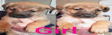 Mixed Breed 5