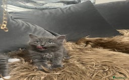 Scottish Fold cats for sale: Beautiful Scottish fold🧸🌹 - Image 5