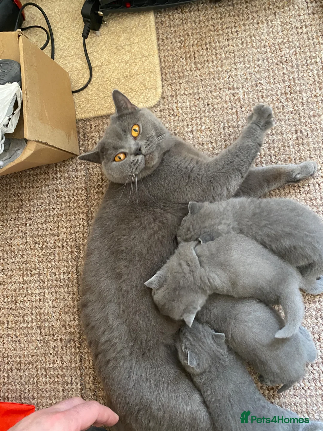 British Shorthair cats for sale:  There are four beautiful British short hair - Advert 1