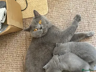 British Shorthair cats There are four beautiful British short hair - Advert 3
