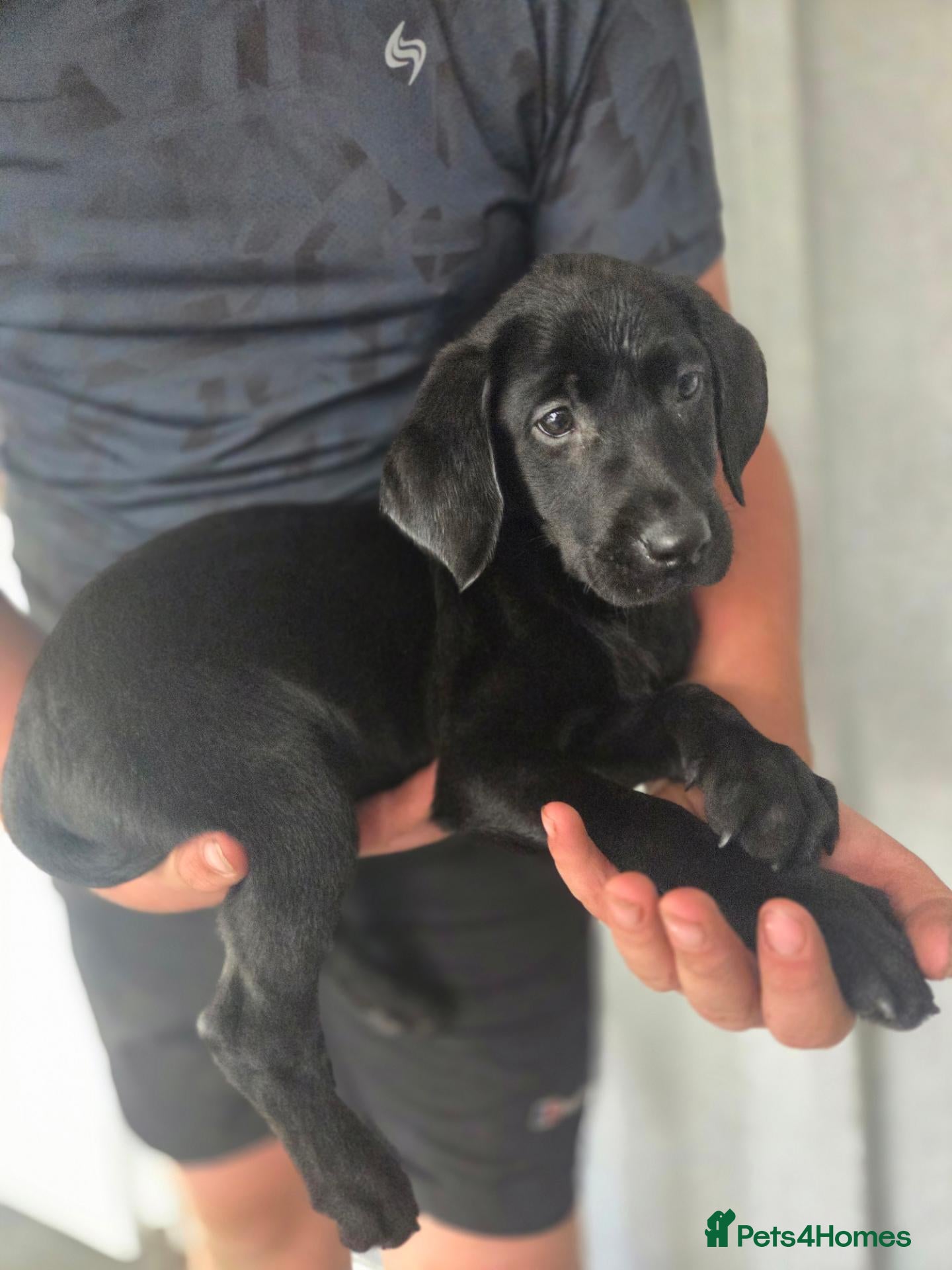 Labrador Retriever dogs Lab puppies  - Advert 2