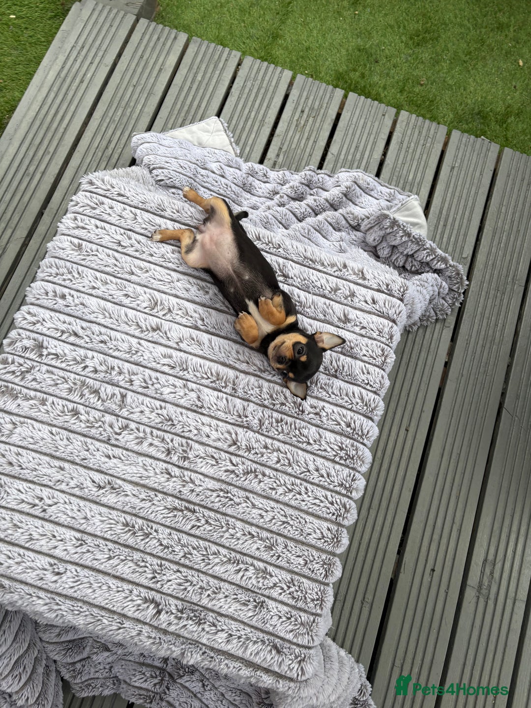 Chihuahua dogs for sale: Applehead Teacup Chihuahua  - Image 2