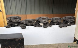 Cane Corso dogs for sale: Cane Corso puppies for sale - Image 1