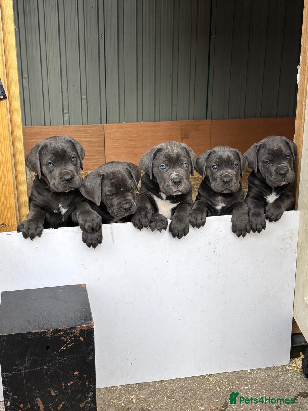 Cane Corso dogs for sale: Cane Corso puppies for sale - Image 1