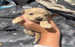 Maltipoo dogs for sale: Maltipoo puppies  - Image 7