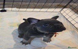 French Bulldog dogs for sale: 3x beautiful girl french bulldog puppies  - Advert 19