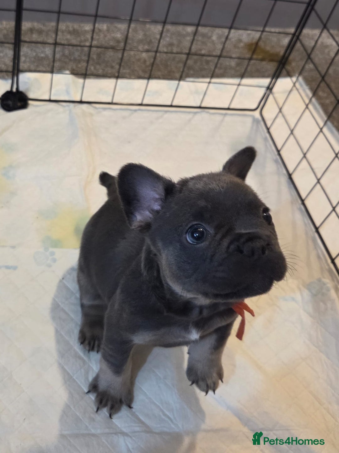 French Bulldog dogs for sale: 3x beautiful girl french bulldog puppies  - Advert 19