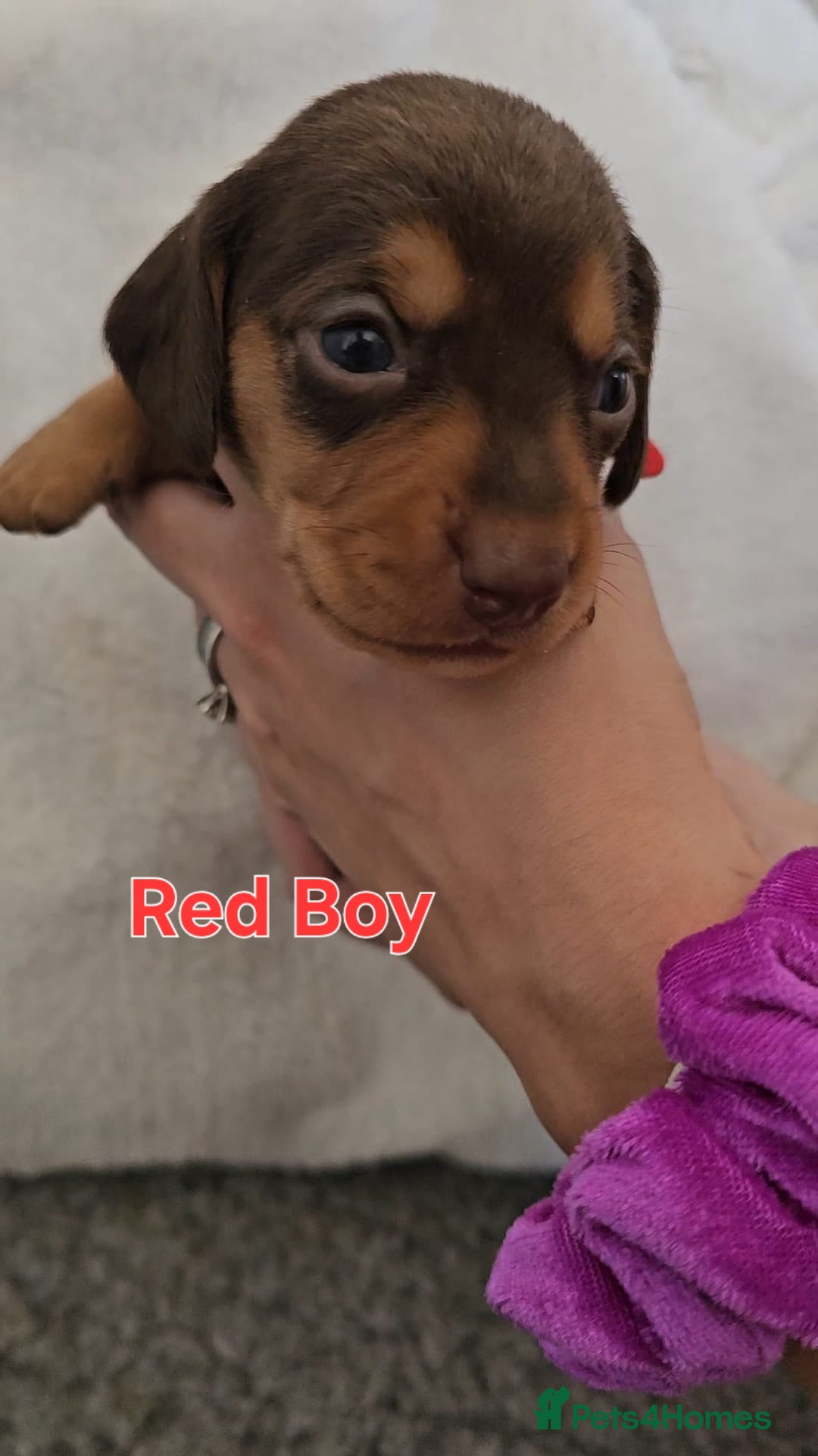 Miniature Dachshund dogs for sale: 4 week old Miniature Dachshunds - Image 26