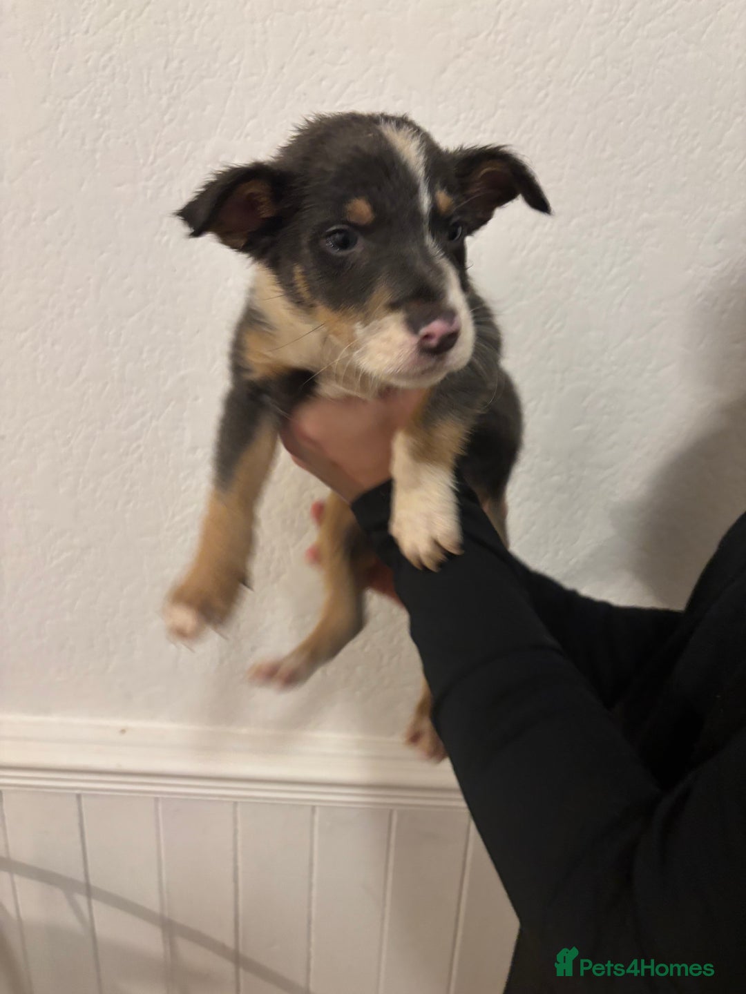 Border Collie dogs for sale: Border collie puppies for sale  - Image 15