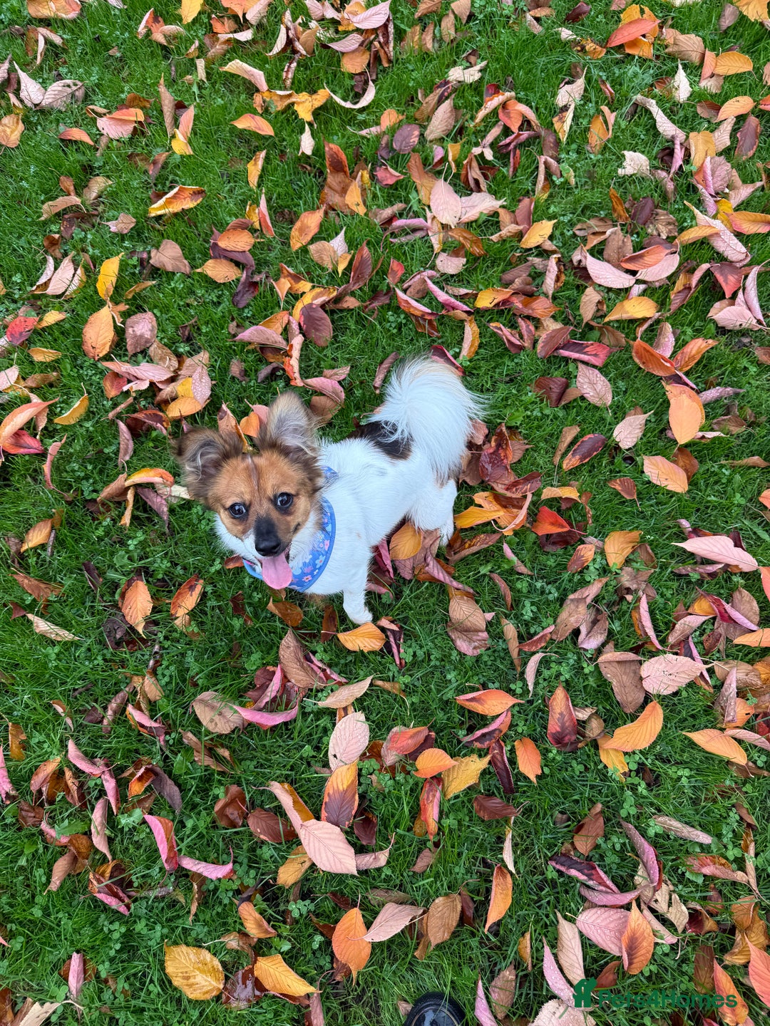 Mixed Breed dogs for sale: Pip - gorgeous 15 month old Pom Jack - Advert 3