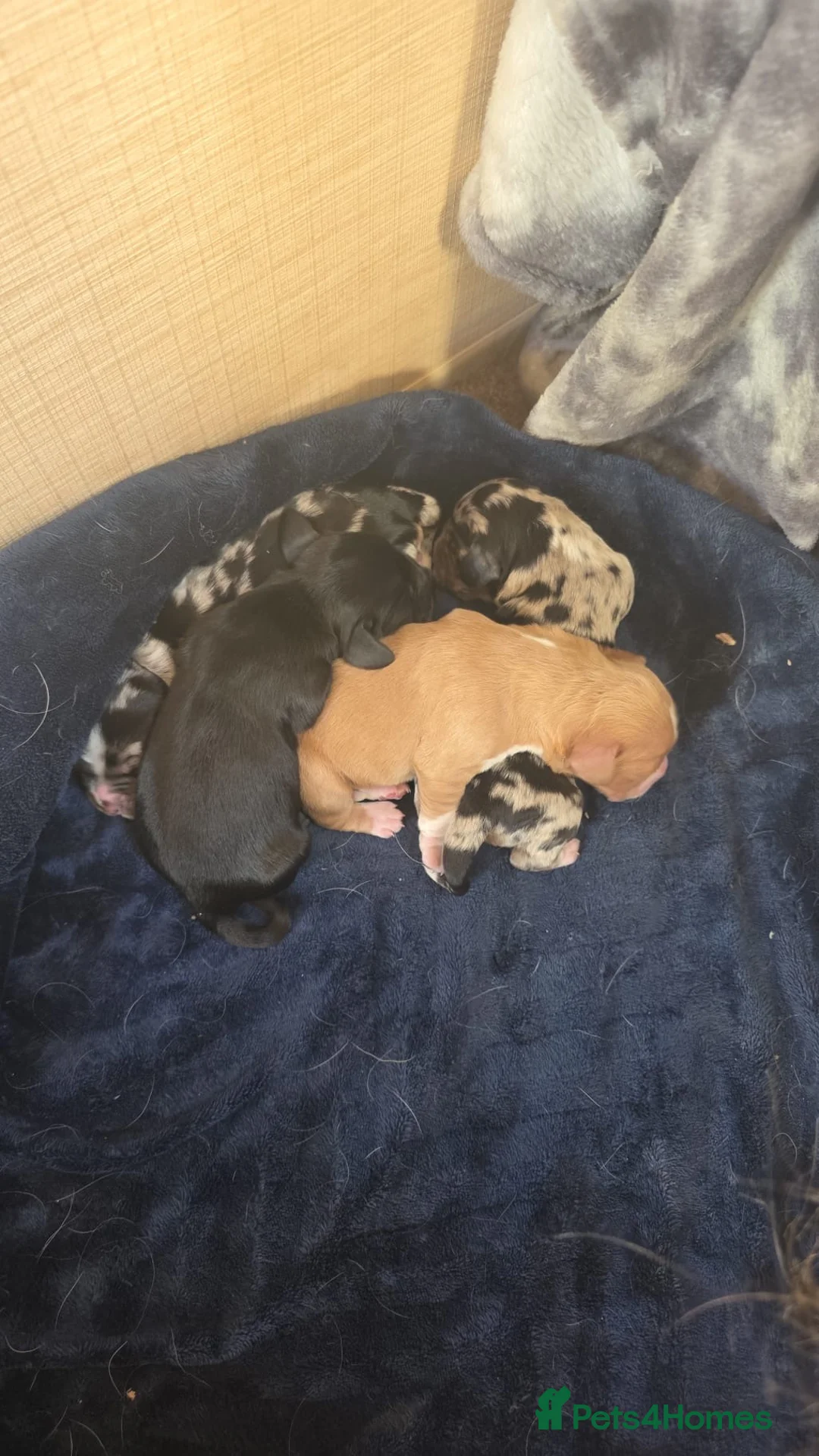 Cocker Spaniel dogs for sale: Golden girl cocker spaniel  in Reading - Advert 8