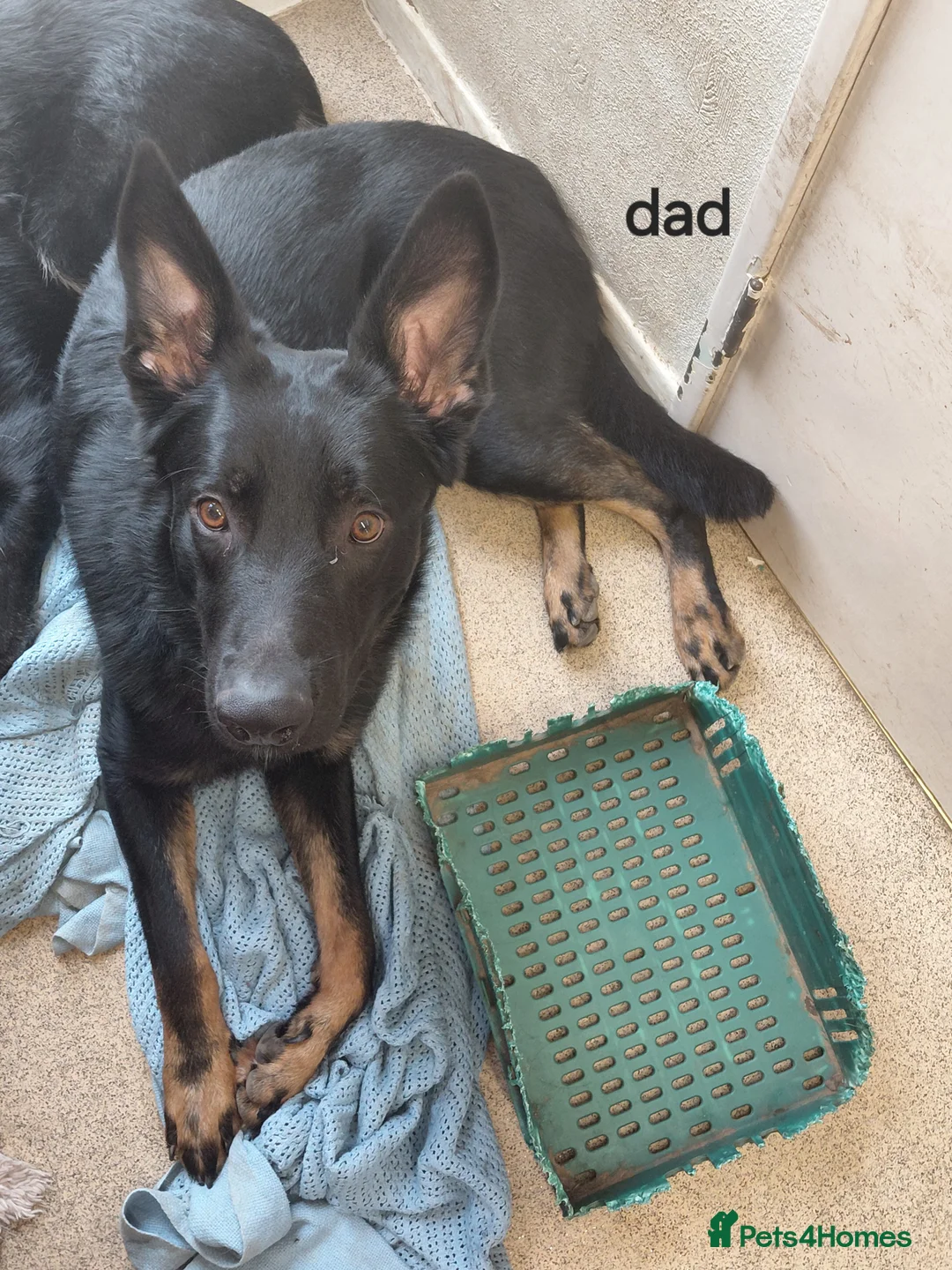 German Shepherd dogs for sale: Beautiful German shepard puppies - Advert 2