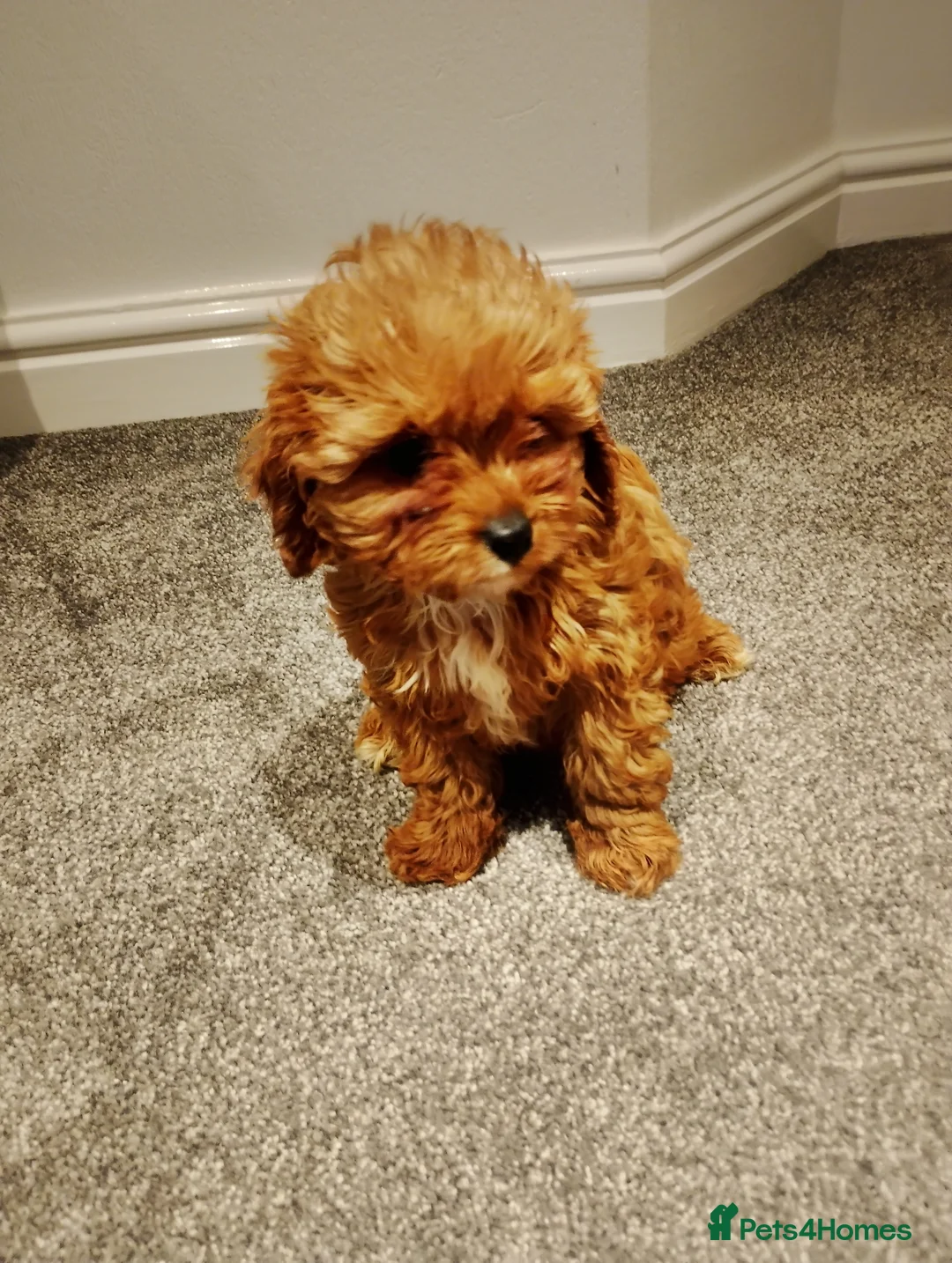 Cavapoo dogs for sale: Stunning F1 Cavapoos ready now ! - Advert 22