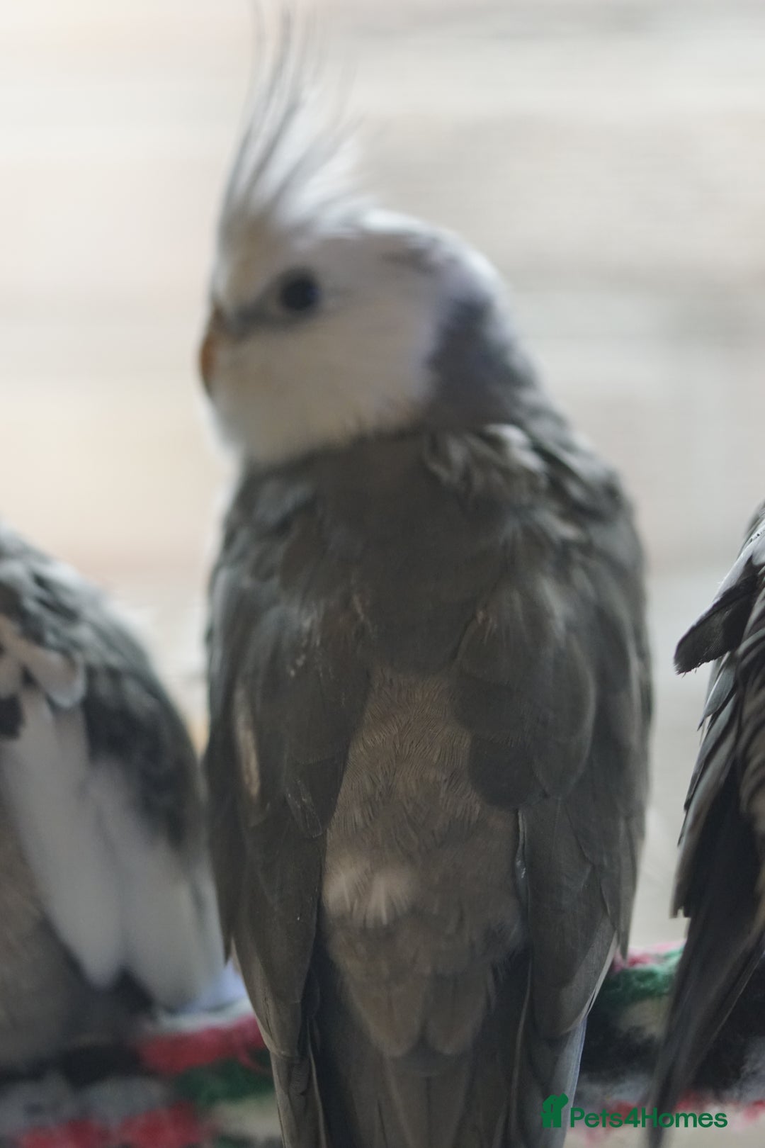 Cockatiels birds for sale: Cockatiels Mixed Genders  - Advert 14