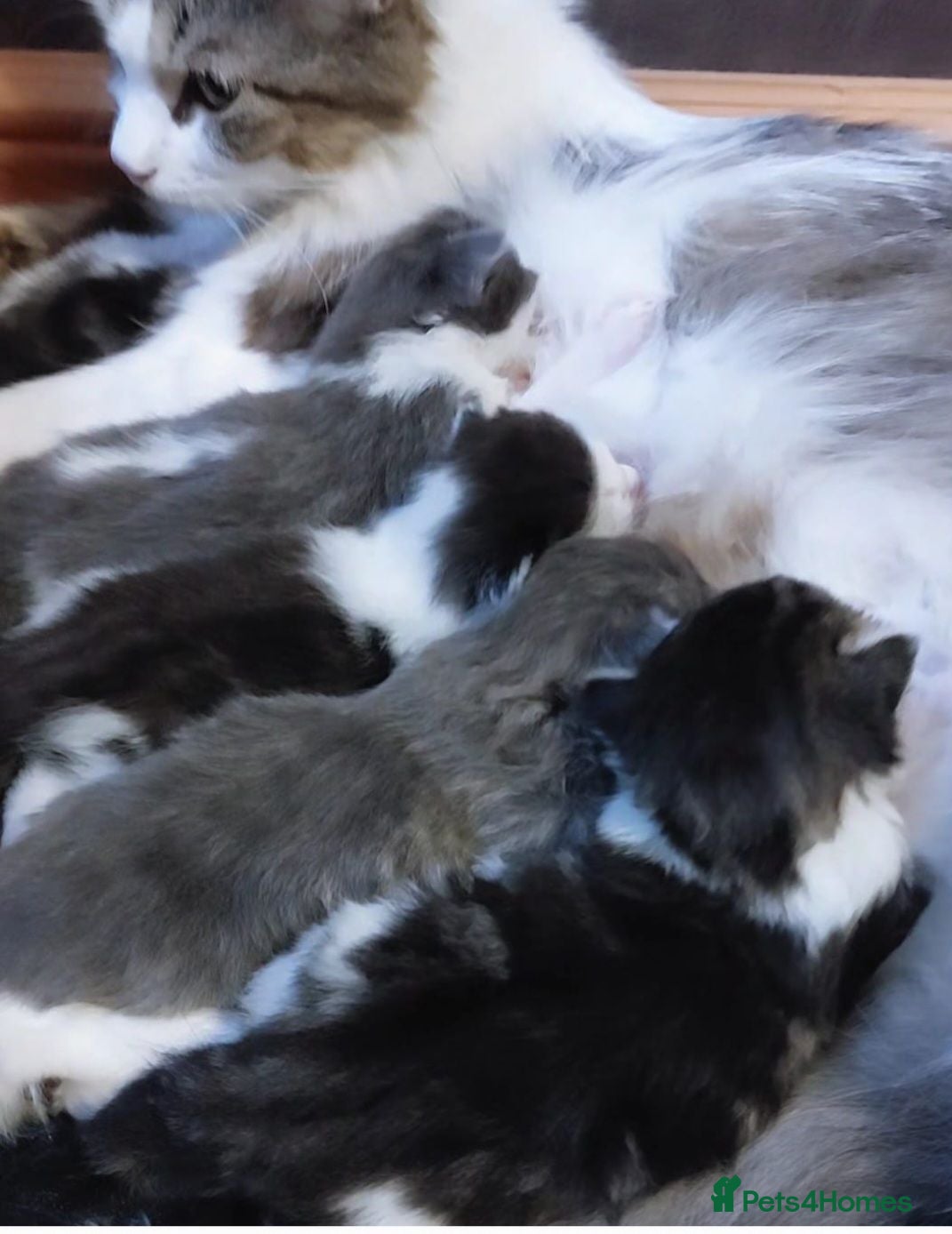 Persian cats Long-haired kittens - Advert 1