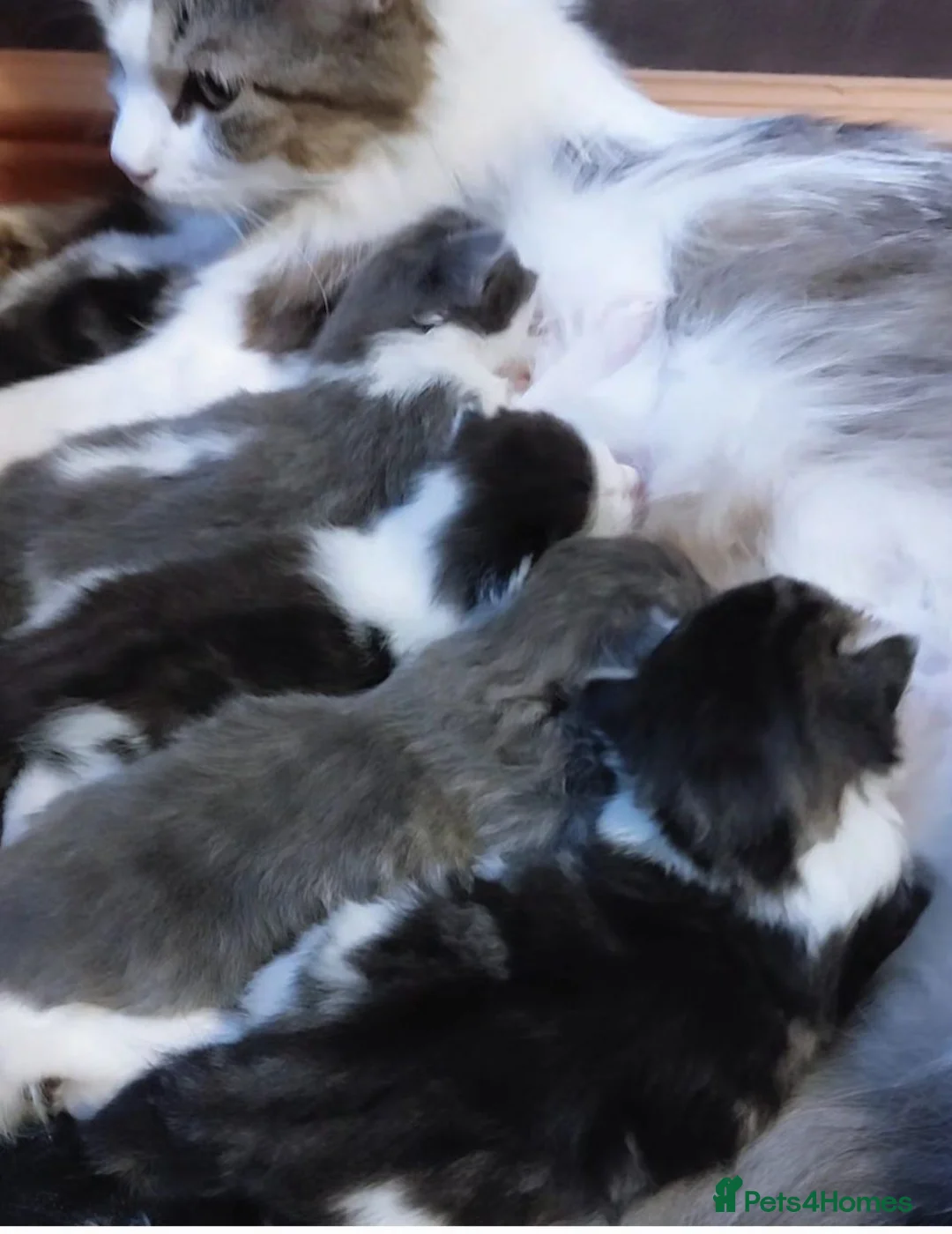 Persian cats for sale: Long-haired kittens - Advert 1