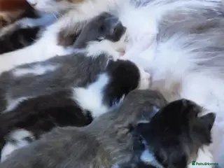 Persian cats Long-haired kittens - Advert 18