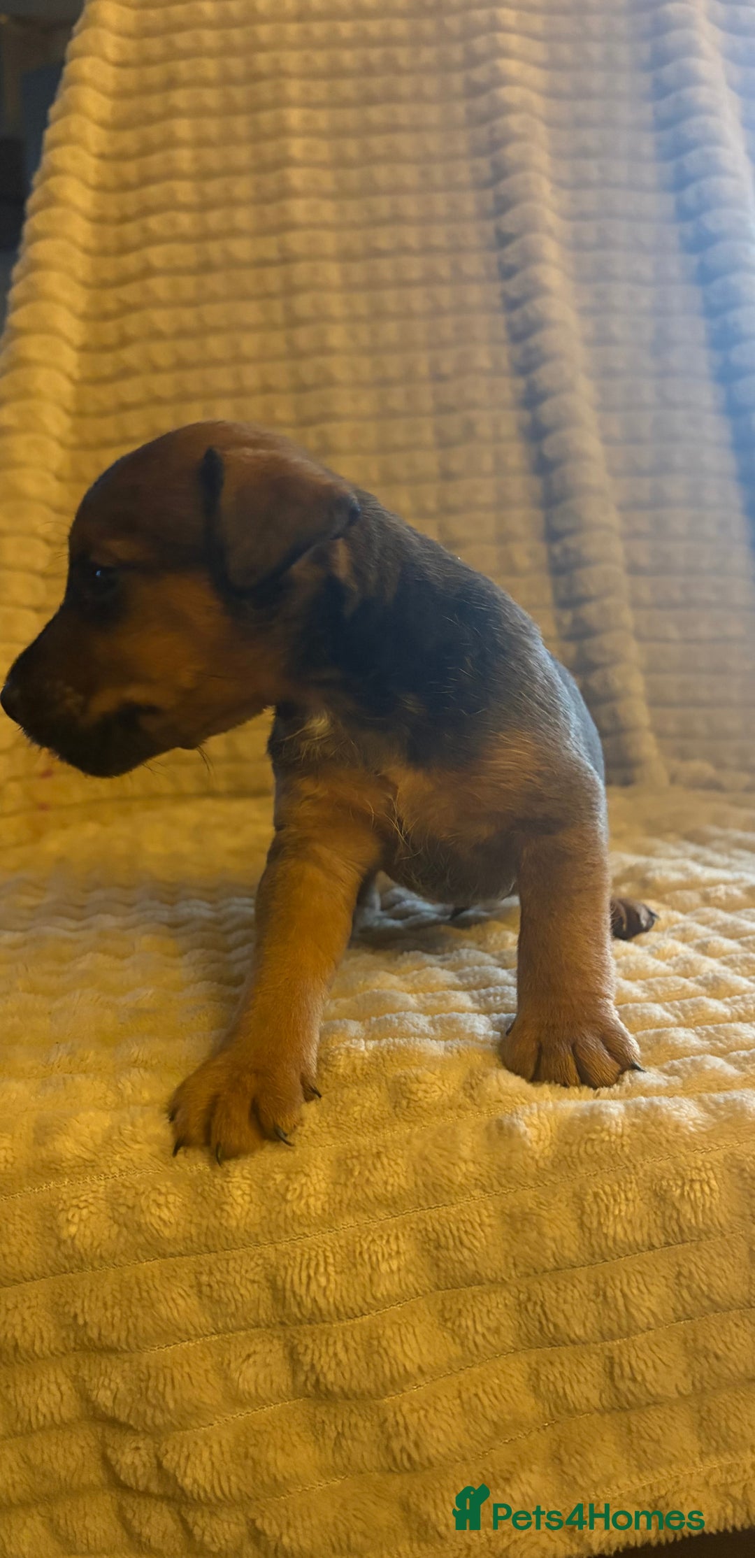 Mixed Breed dogs for sale: 6 Lakeland x Russell puppies  - Advert 13