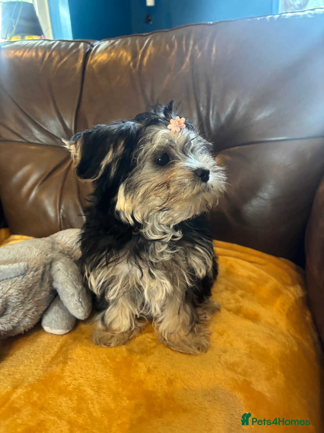 Morkie dogs for sale: Teacup Teddybear babies  - Image 5