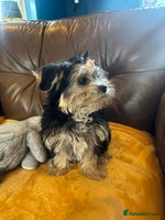 Morkie dogs - Advert 4