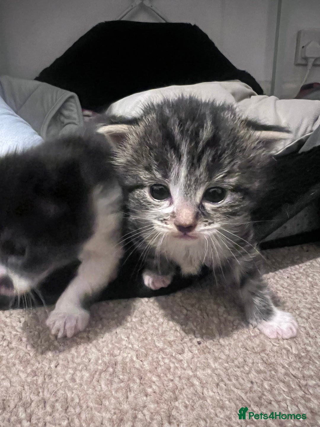 Mixed Breed cats for sale: 4 beautiful kittens 2 female 2 male - Advert 7