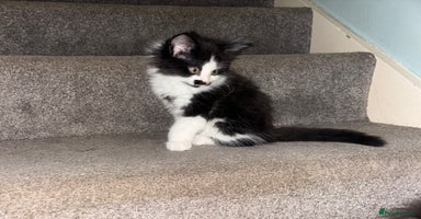 Maine Coon cats - Advert 3