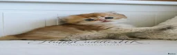 British Shorthair cats for sale: TICA registered golden pedigree kittens  - Advert 2