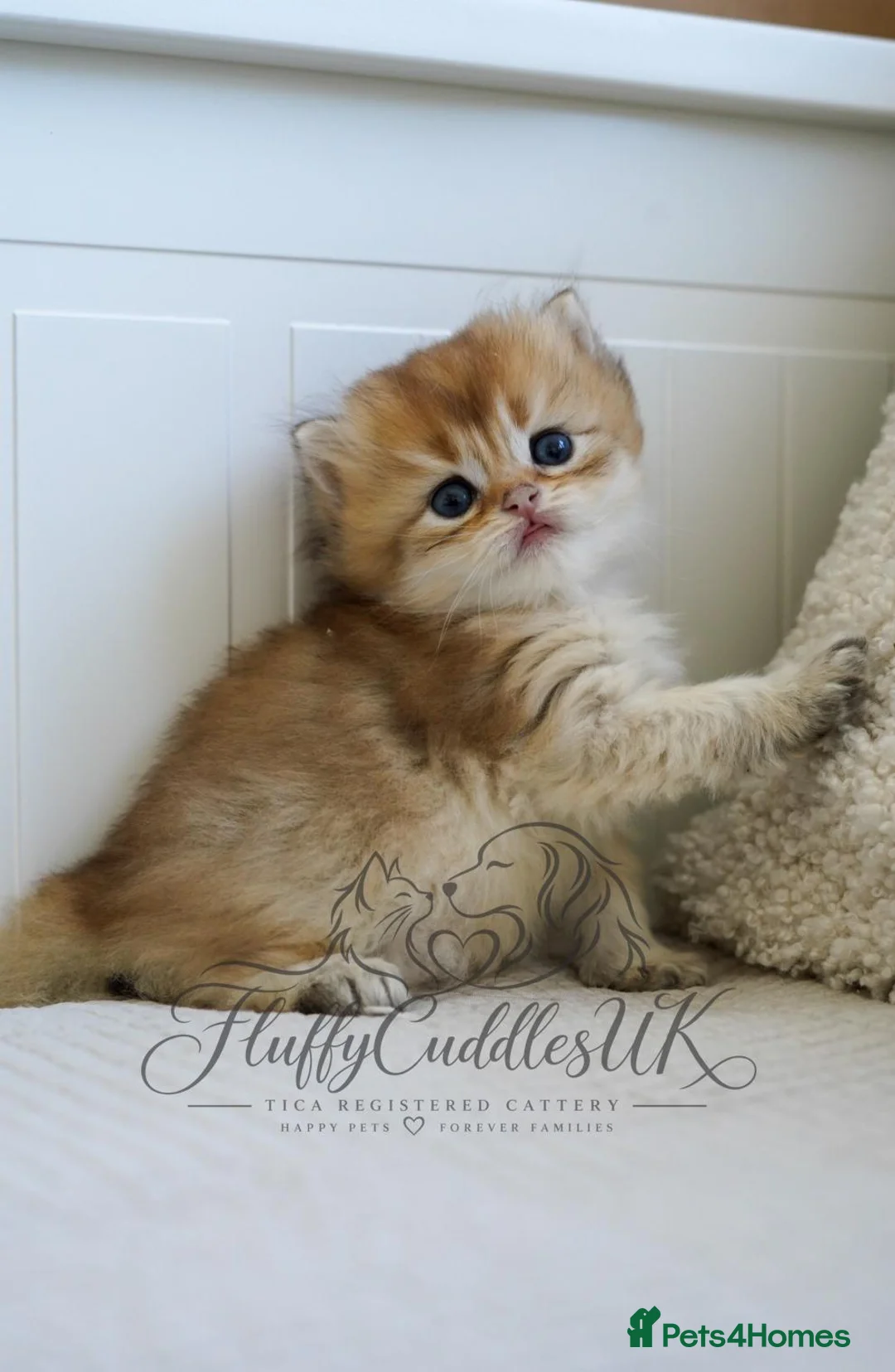 British Shorthair cats for sale: TICA registered golden pedigree kittens  - Advert 2