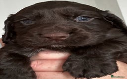 Cocker Spaniel dogs for sale:   KC Registered cocker spaniel 🐾🐾🐾🐾🐾🐾🐾🐾 - Image 7