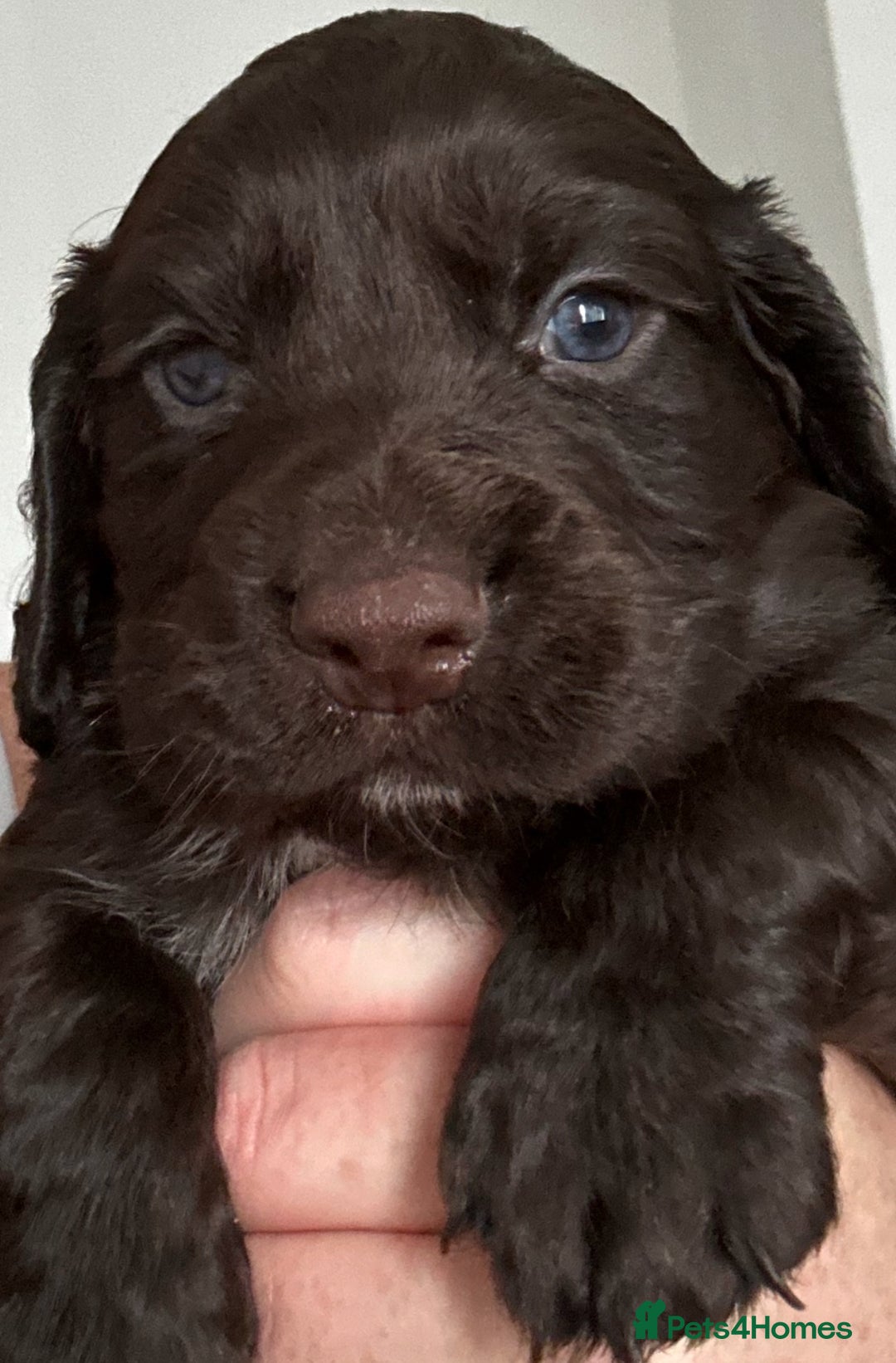 Cocker Spaniel dogs for sale:   KC Registered cocker spaniel 🐾🐾🐾🐾🐾🐾🐾🐾 - Image 7