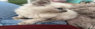 Simba 