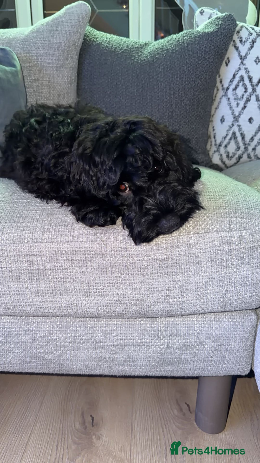 Cockapoo dogs for sale: Male F1B cockapoo - Advert 2