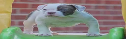 Olde English Bulldogge dogs for sale: 24 YEARS PROS, 5⭐️RATED LICENSED & REGISTERED  - Advert 4