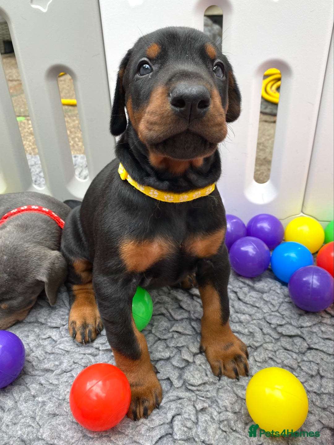 Dobermann dogs for sale: KC REGISTERED DOBERMAN ( 11 months old : Intact) - Advert 24