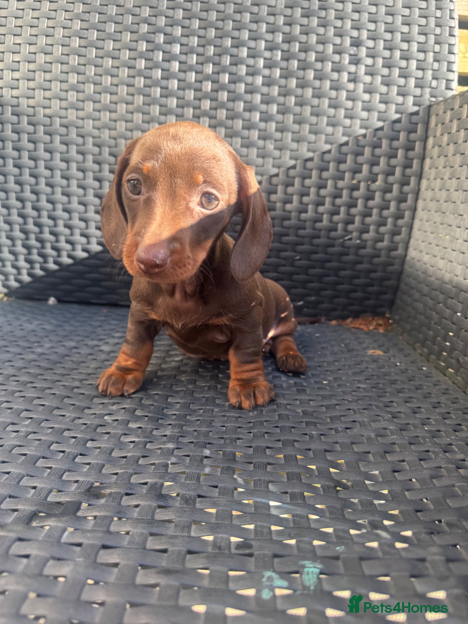 Miniature Dachshund dogs Stunning quality mini dachshund girls true to type - Advert 11