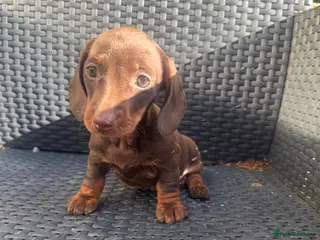 Miniature Dachshund dogs Stunning quality mini dachshund girls true to type - Advert 11