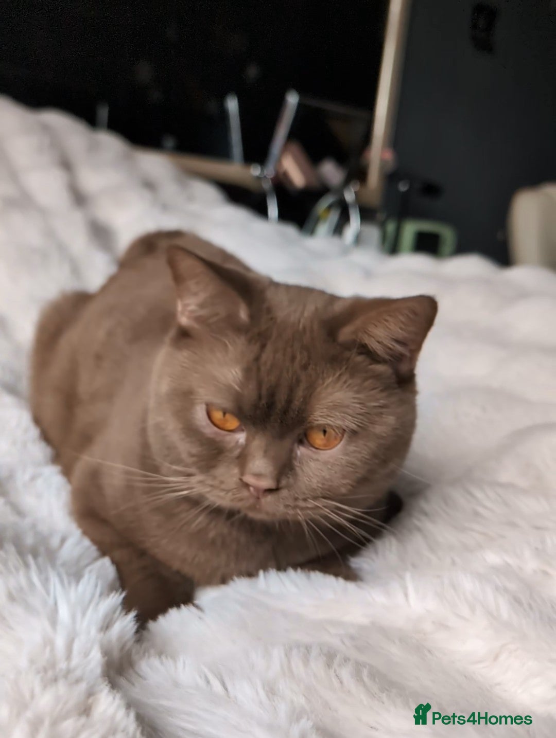 British Shorthair cats for stud: 💦CINNAMON🩸Blood B❣️GCCF & TICA 💙STUD only  - Advert 9