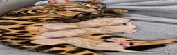 Bengal cats for sale: TICA Registered Bengal snow 5 Generation Pedigree  - Advert 27