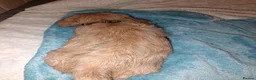 Mixed Breed dogs for sale: Puppies mixed breed ready 2nd of November  - Advert 2