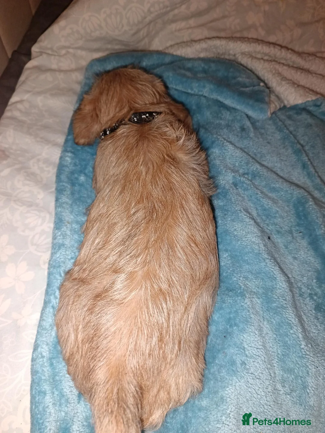 Mixed Breed dogs for sale: Puppies mixed breed ready 2nd of November  - Advert 2