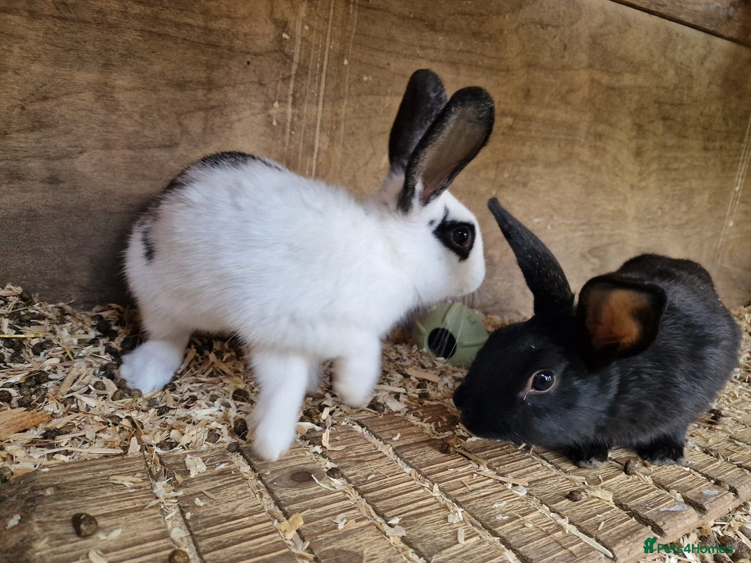 Mixed Breed rabbits for sale: Mixture of mixed breed rabbits - Image 4