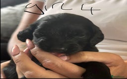Cockapoo dogs for sale: 7 Cockapoo puppies  - Image 4