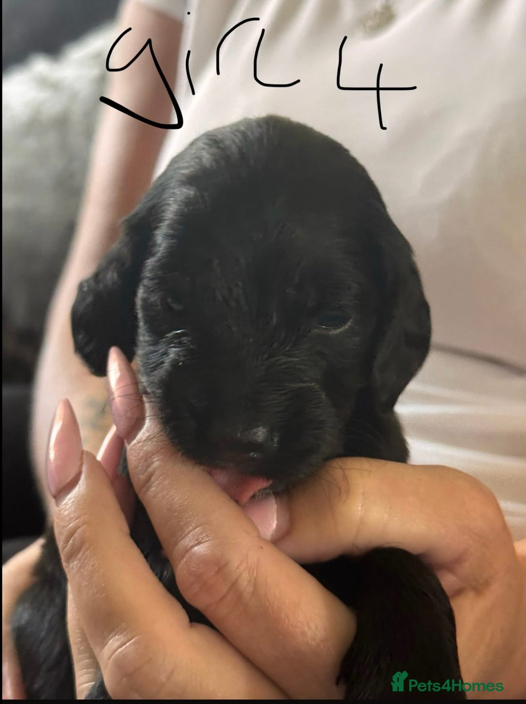 Cockapoo dogs for sale: 7 Cockapoo puppies  - Image 4