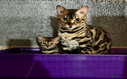 Bengal cats for sale: 🐾 Purebred BENGAL kittens🐾 - Image 18