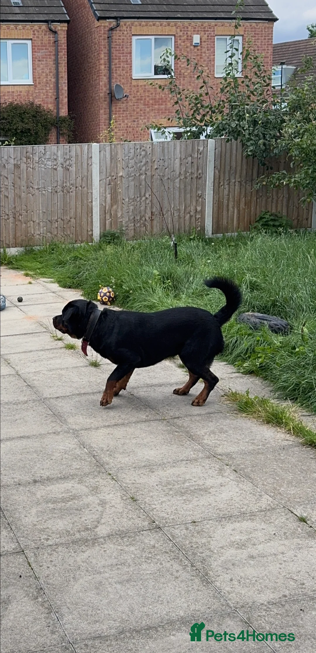Rottweiler dogs for stud: Max Champion  in Walsall - Advert 7