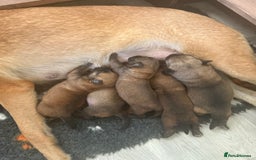 Belgian Shepherd Dog dogs for sale: Top working line puppies  - Image 7