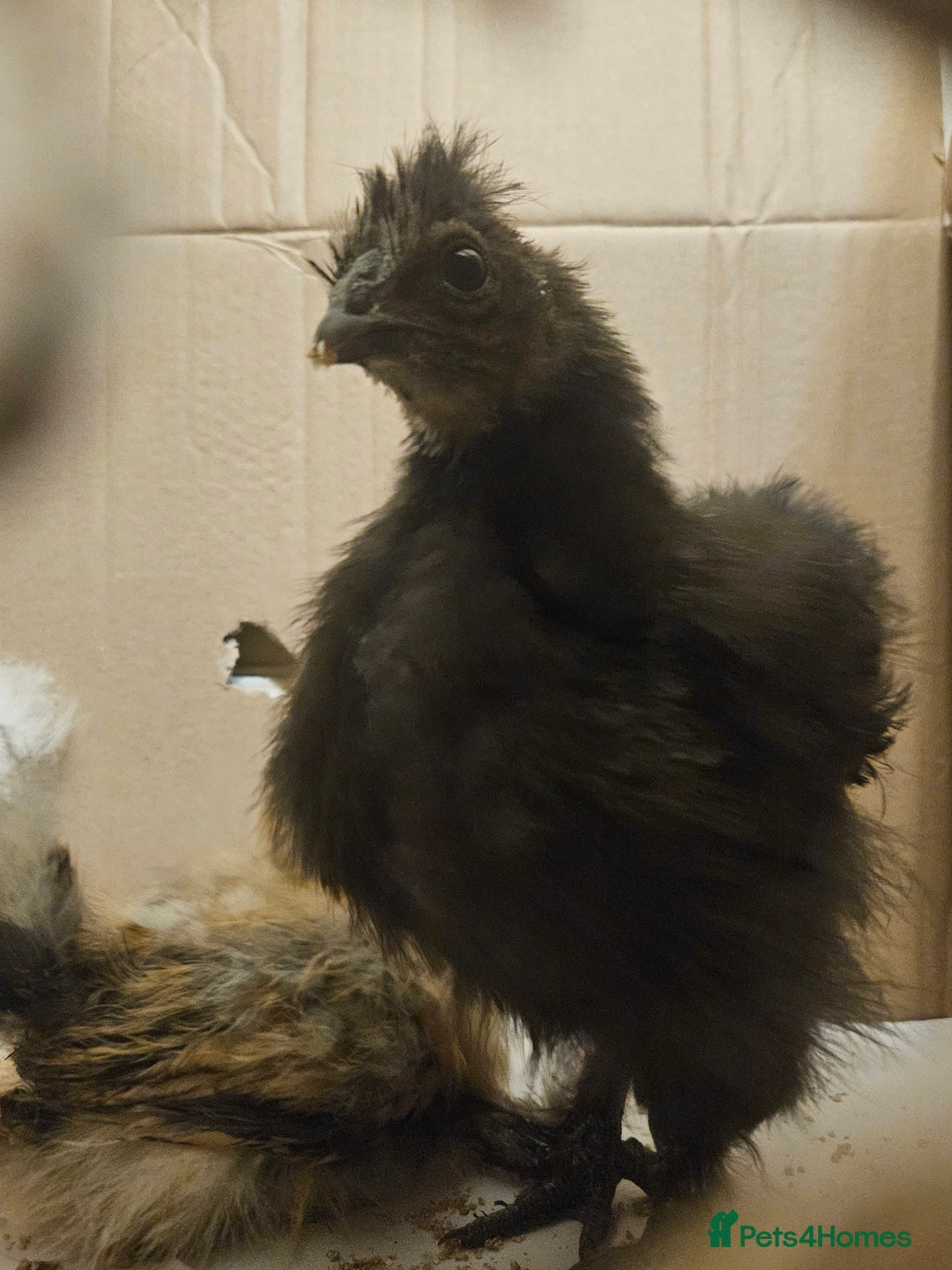 Chickens poultry for sale: Baby Purebred Silkies For Sale ✨️ - Advert 6