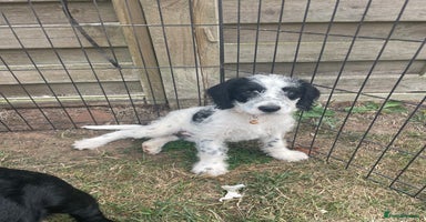 Mixed Breed dogs - Advert 12
